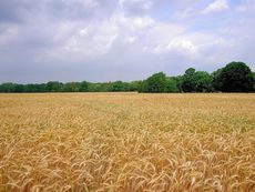 пшеничное поле