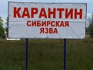 сибирская язва